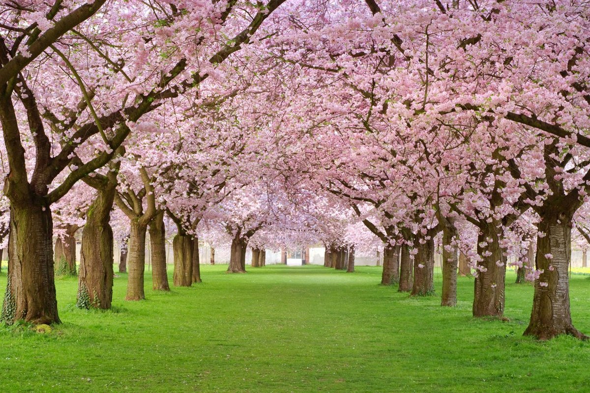 Weg zwischen blühenden Kirschbäumen